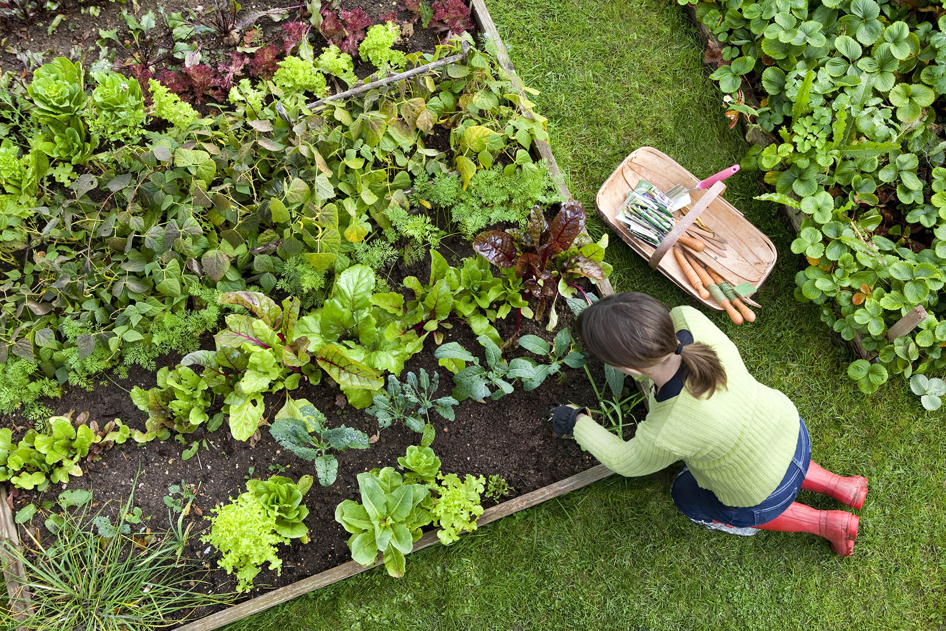 Annuals vs. Perennials